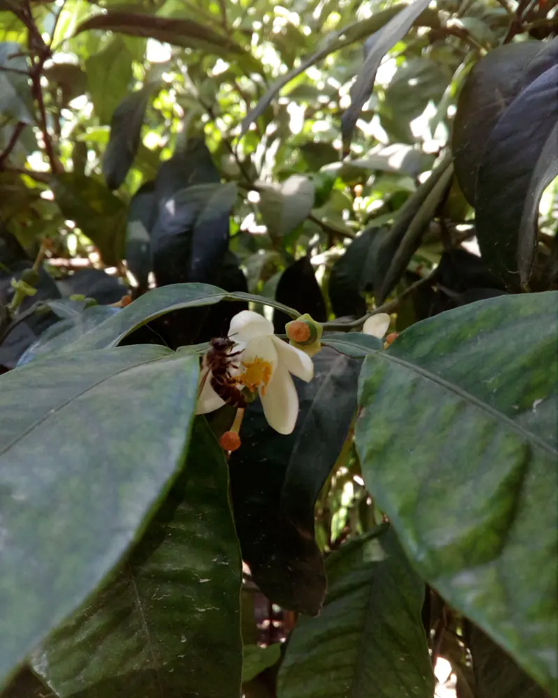 Abeille butinant une fleur blanche de bigaradier entre des feuilles vert sombre