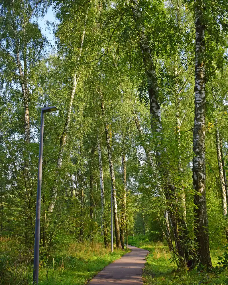 Allée goudronnée sous des bouleaux au feuillage vert tendre, à Moscou
