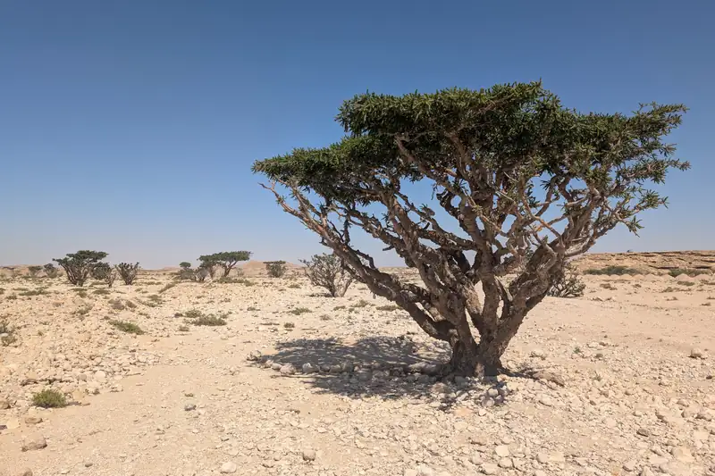 Lone flat-crowned frankincense tree in the stony desert of Dhofar, Oman
