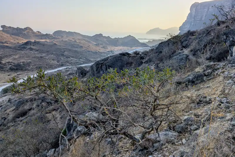 Arbres à encens accrochés à une pente rocheuse au-dessus de la mer, à Oman