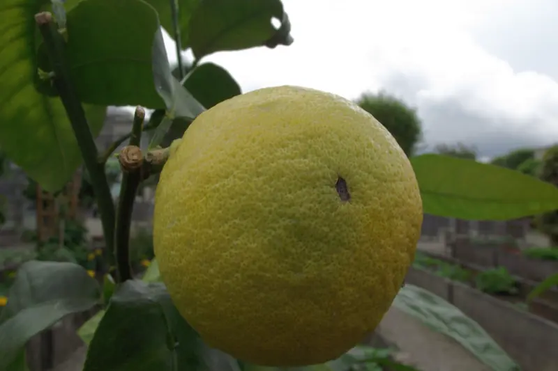 Bergamote mûre, ronde et jaune-vert, encore suspendue à sa branche parmi les feuilles
