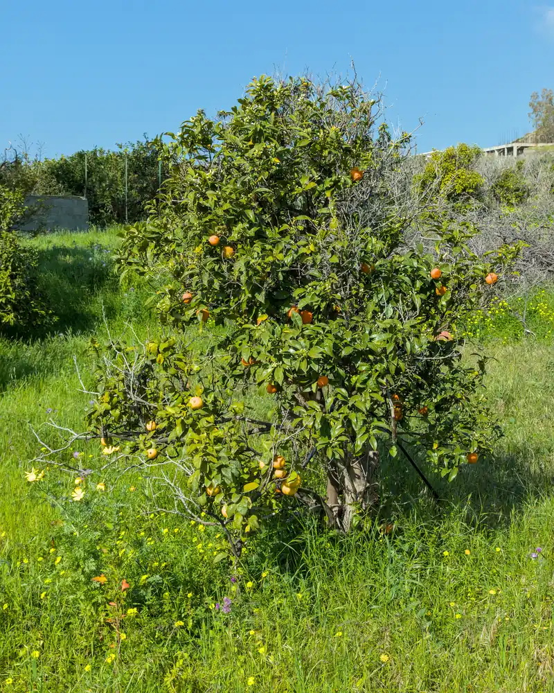 Flowering bergamot tree laden with orange-tinted fruit in a Calabrian meadow, under a blue sky