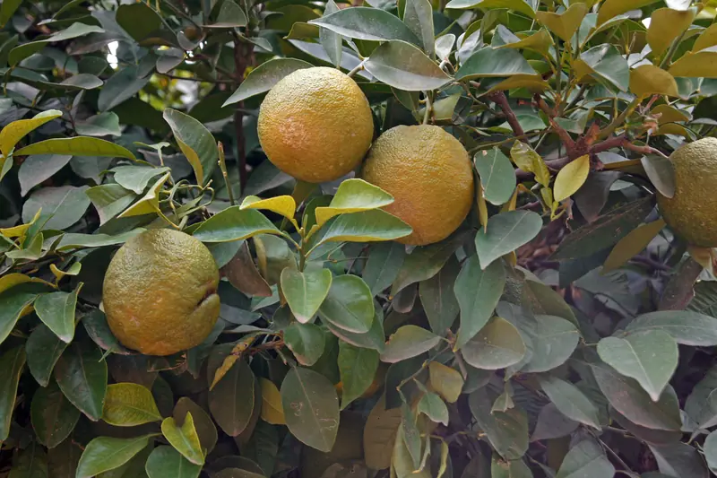 Bigaradier au bord d'une route de Marrakech, oranges amères parmi des feuilles poussiéreuses