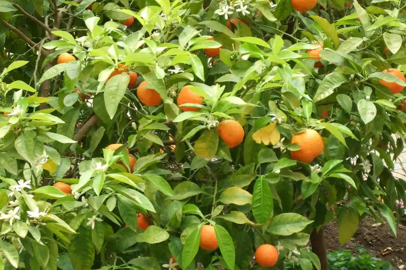 Bigaradier chargé de petites oranges amères dans les jardins de l'Alcazar de Séville