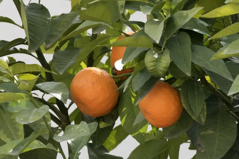 Bigaradier en pot portant des oranges amères et de jeunes fruits verts