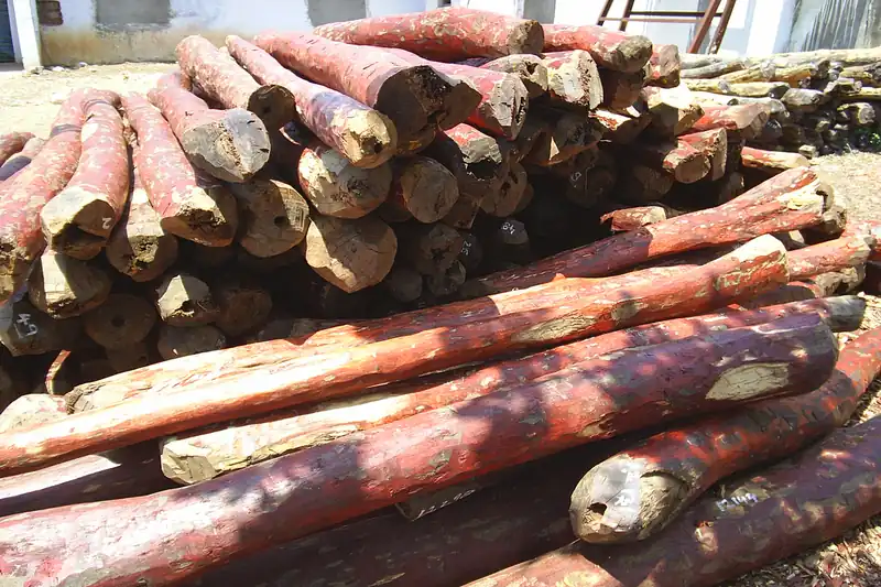 Billes de santal rouge empilées, écorce brune et cœur rouge vif
