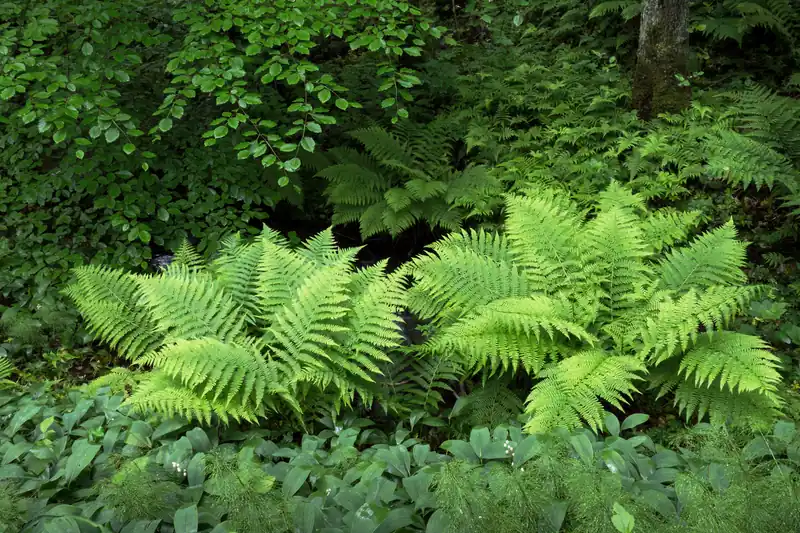 Sous-bois de hêtres en Suède, fougères vertes et tapis de muguet au pied des arbres