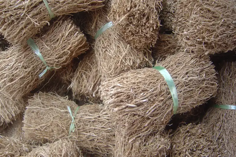 Bottes de racines de vétiver séchées liées par des rubans, vendues à La Réunion