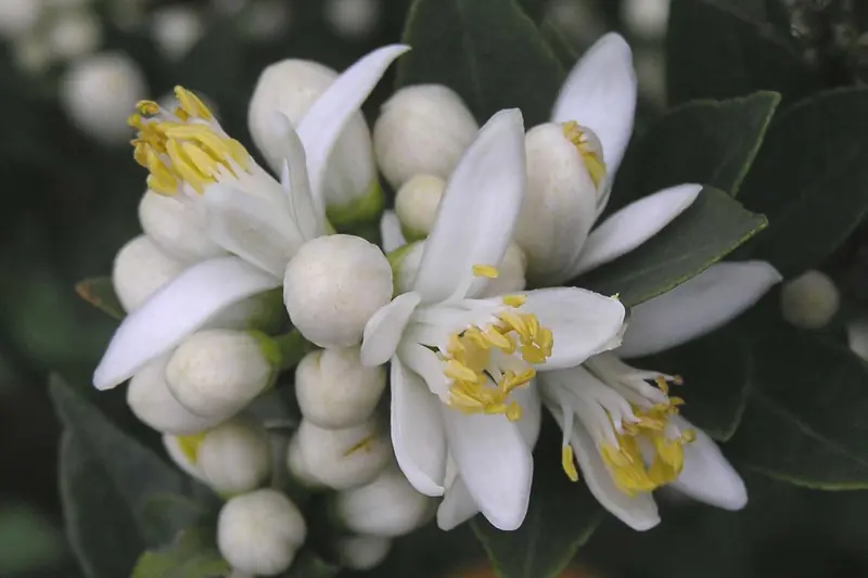 Cluster of chinotto bitter orange blossoms with fleshy white petals and yellow stamens