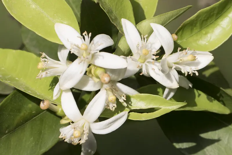 Bouquet de fleurs d'oranger blanches aux étamines jaunes entre des feuilles vernissées