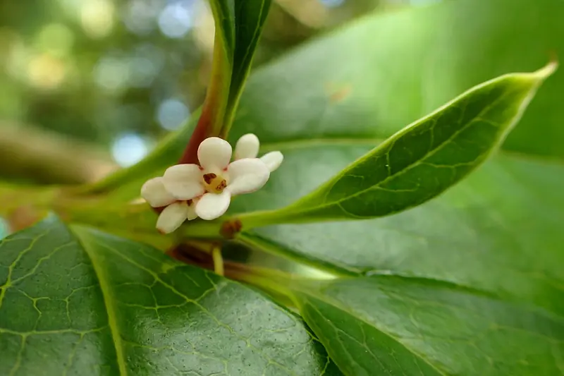 Bouquet de fleurs d'osmanthus crème au creux de feuilles épaisses et brillantes