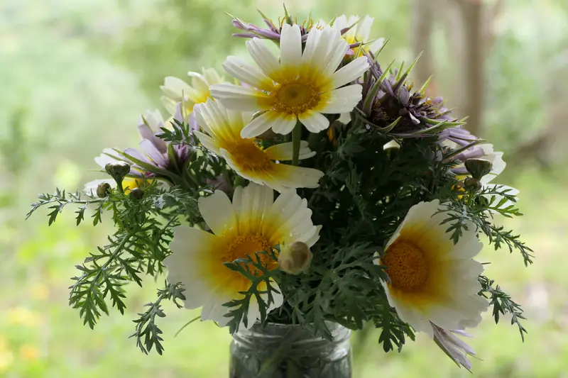 Bouquet de fleurs sauvages blanches et mauves dans un vase en verre, en Crète