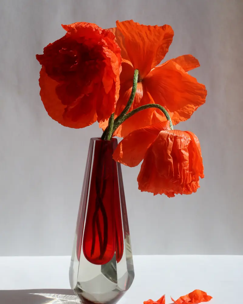 Bouquet de pavots orange dans un vase de verre rouge, pétales tombés sur la table