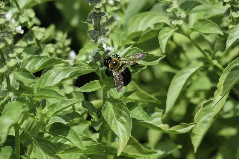 Bourdon butinant les fleurs d'un basilic cannelle au milieu de son feuillage