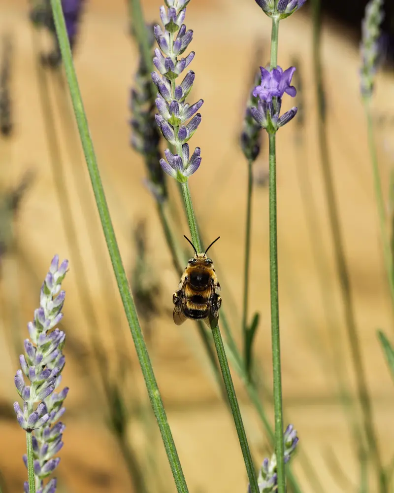 Common carder bee clinging to a lavender spike, slender stems on a golden background