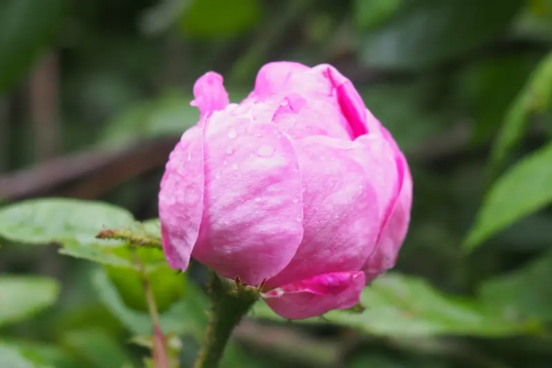 Bouton de rose centfeuilles rose en train de s'ouvrir, sur fond de feuillage sombre