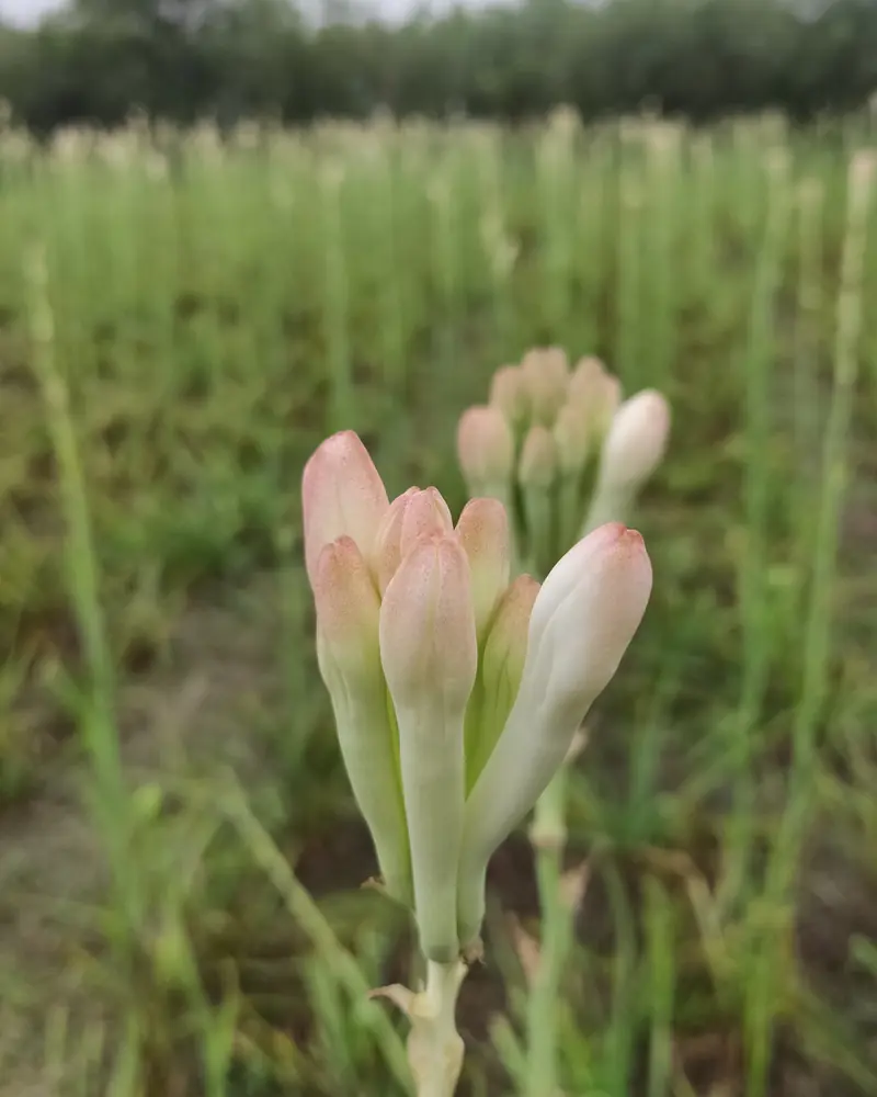 Pink-tinged tuberose buds at the top of their stem in a cultivated field