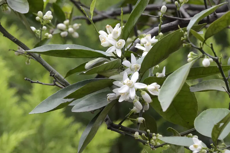 Branche de bigaradier couverte de fleurs blanches et de boutons, en Turquie