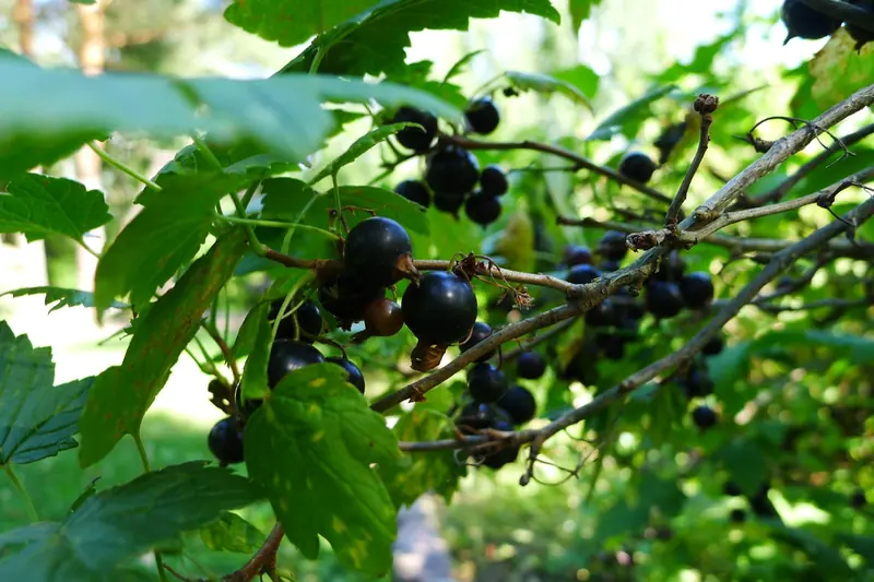 Branches de cassissier chargées de baies noires mûres sous les feuilles