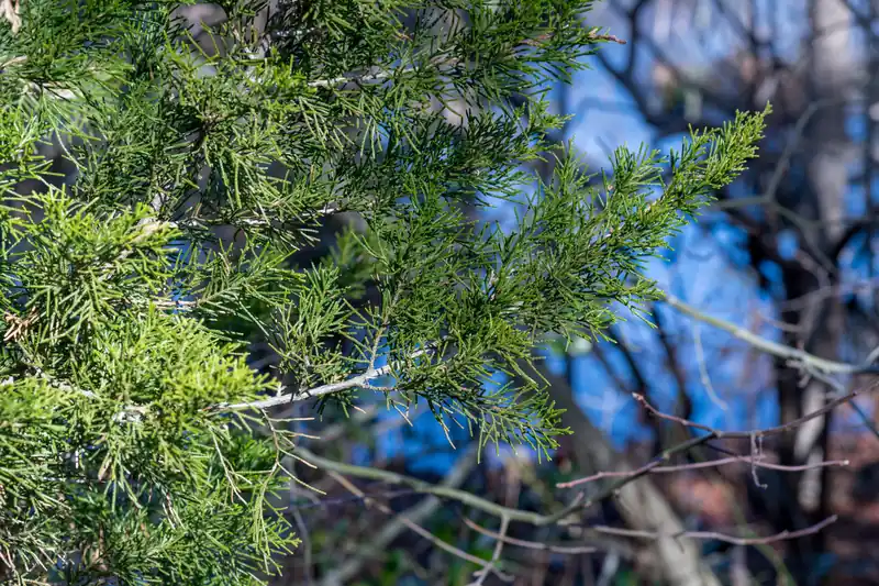 Branches de genévrier de Virginie aux baies bleues sur fond de ciel