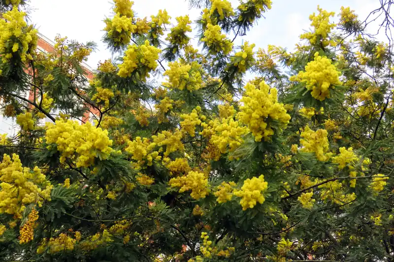 Branches de mimosa chargées de pompons jaune vif sous un ciel clair