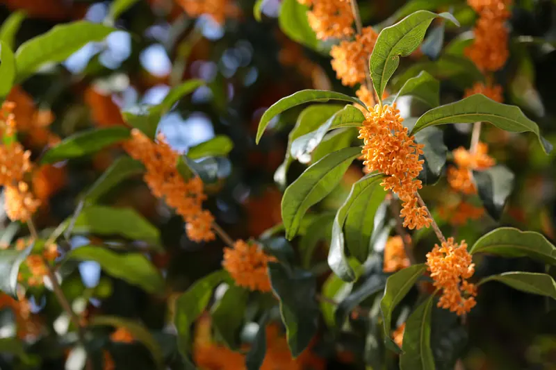 Branches d'osmanthus couvertes de minuscules fleurs orange vif, à Kobe au Japon
