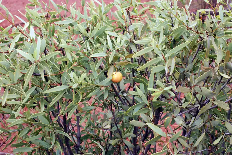 Buisson de santal d'Australie occidentale aux feuilles grises, un fruit orangé