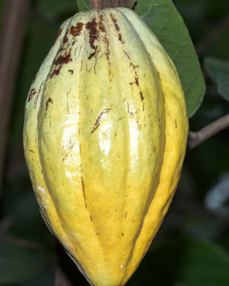 Ribbed yellow cocoa pod attached to its branch in a glasshouse