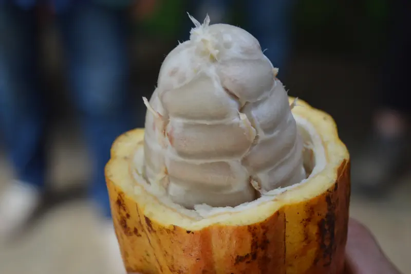 Cabosse de cacao ouverte montrant les fèves enrobées de pulpe blanche
