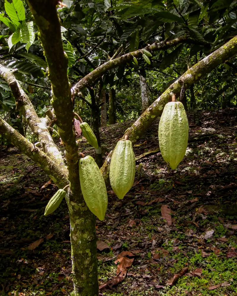Cabosses vertes accrochées aux troncs de cacaoyers dans une plantation du Panama