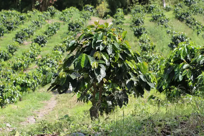 Coffee tree with dense foliage amid a sloping plantation in Colombia