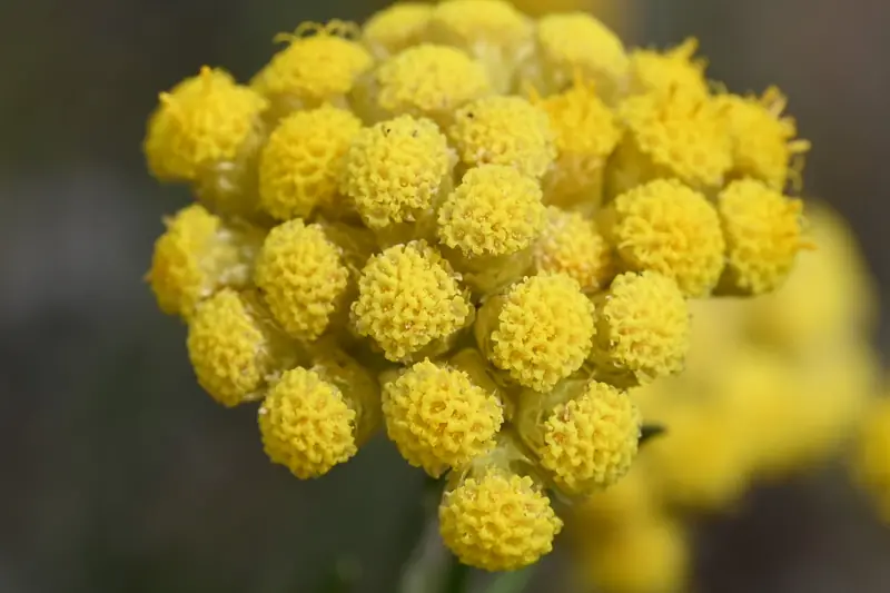 Capitules ronds et jaune vif d'immortelle des sables vus de très près