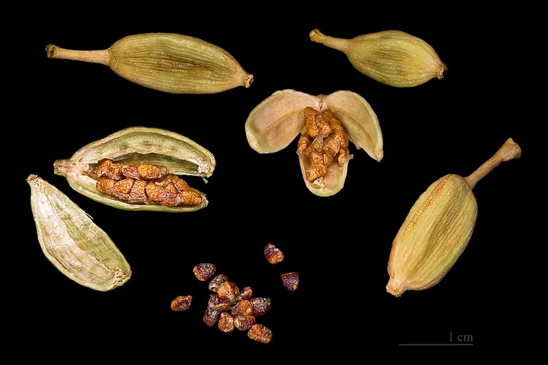 Capsules de cardamome entières et ouvertes avec leurs graines sur fond noir