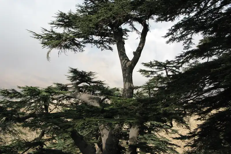 Cèdre du Liban aux branches étalées dans la forêt des Cèdres de Dieu, au Liban