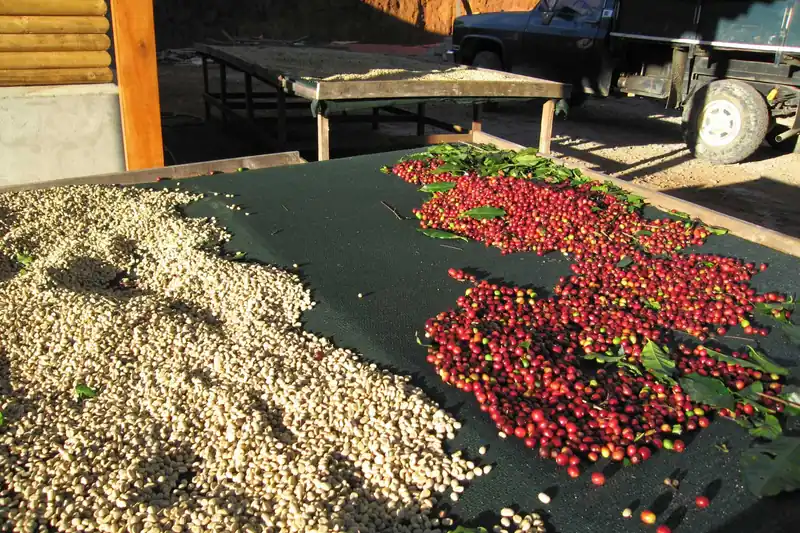Red coffee cherries and green beans drying in the sun on racks in Costa Rica