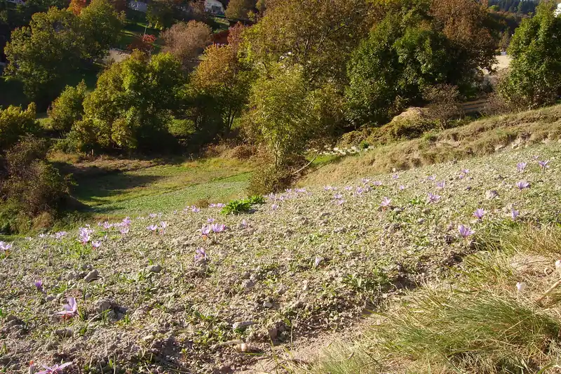Champ de crocus à safran mauves en fleur sur une pente du Valais, à l'automne
