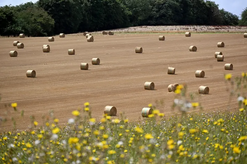 Champ fauché parsemé de balles de foin rondes, fleurs jaunes sauvages au premier plan