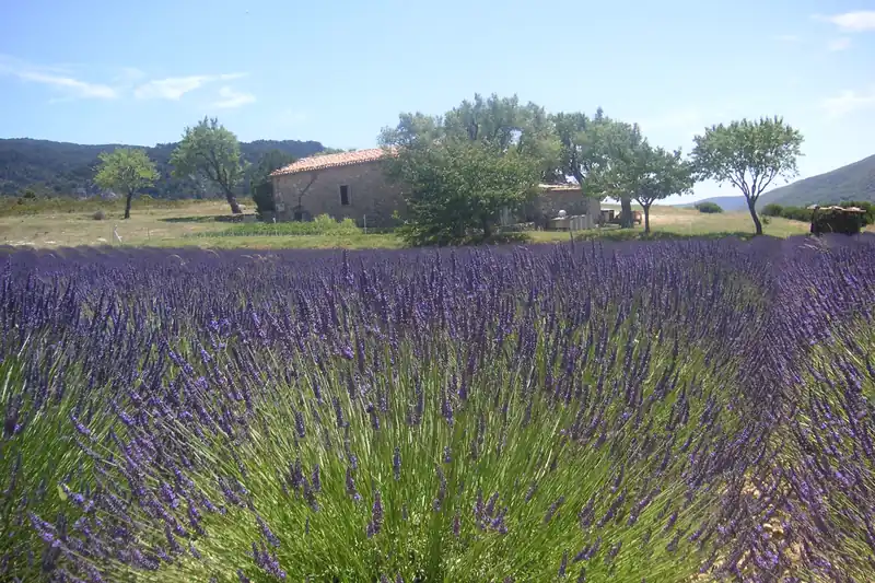 Champ de lavande en fleur devant une ferme en pierre et quelques arbres, en Provence