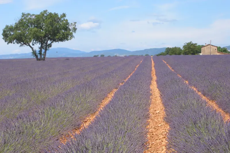 Champ de lavande en rangs, un amandier isolé et une ferme en pierre au fond