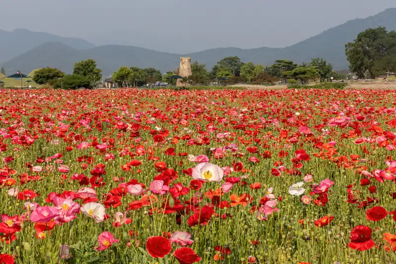 Champ de pavots d'Islande rouges, roses et blancs devant des collines brumeuses