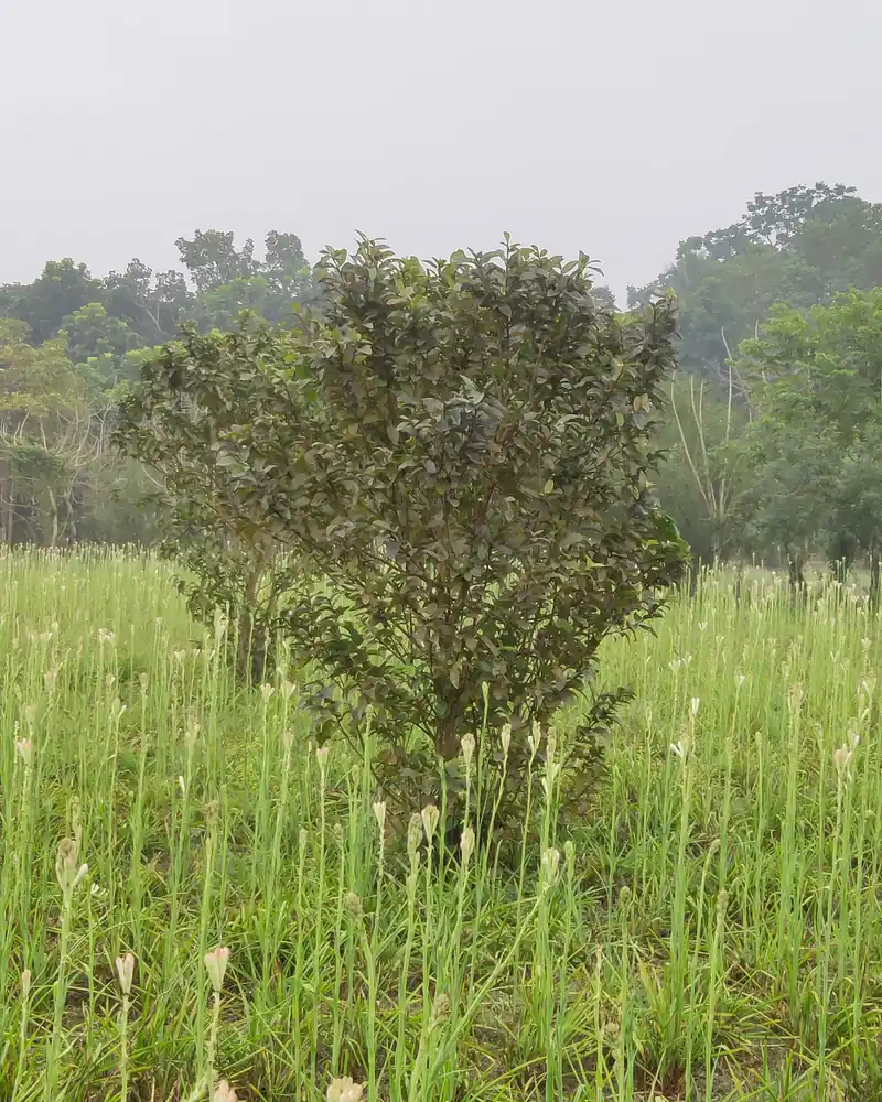 Champ de tubéreuses en fleur au Bangladesh, un arbre isolé au milieu des tiges blanches