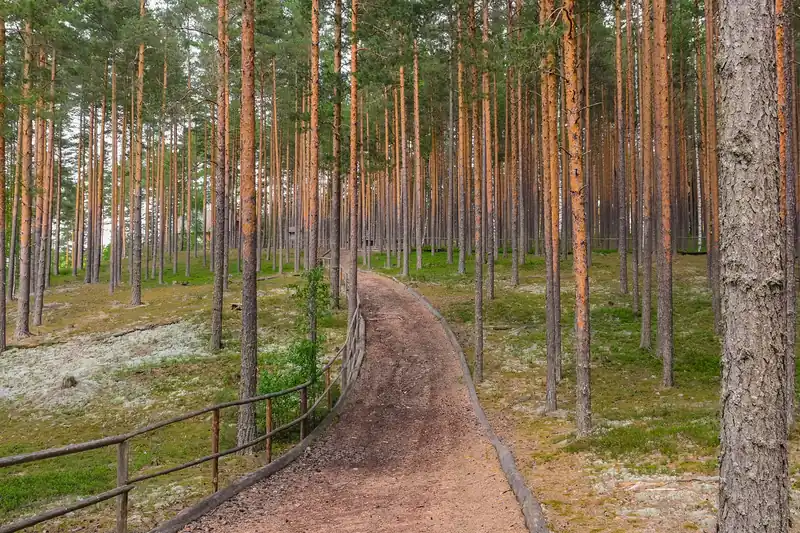 Chemin courbe à travers une forêt de pins aux troncs orangés, en Estonie
