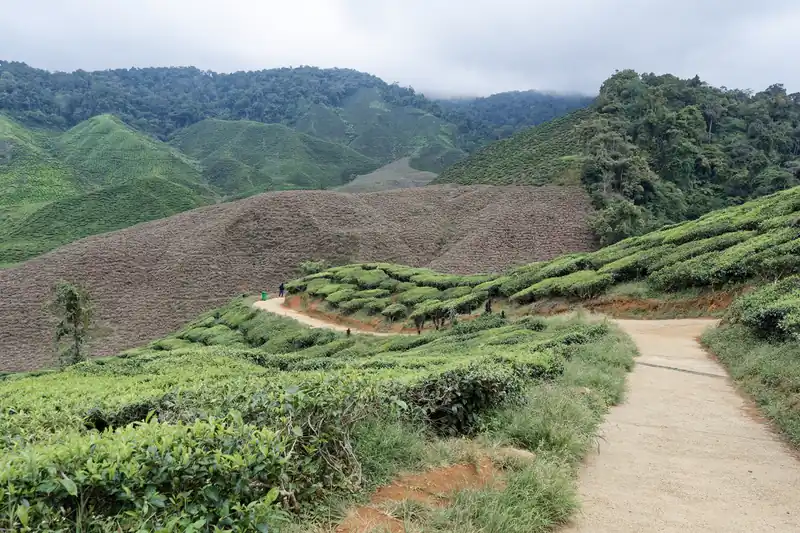 Dirt path between rows of tea bushes in the Cameron Highlands, Malaysia