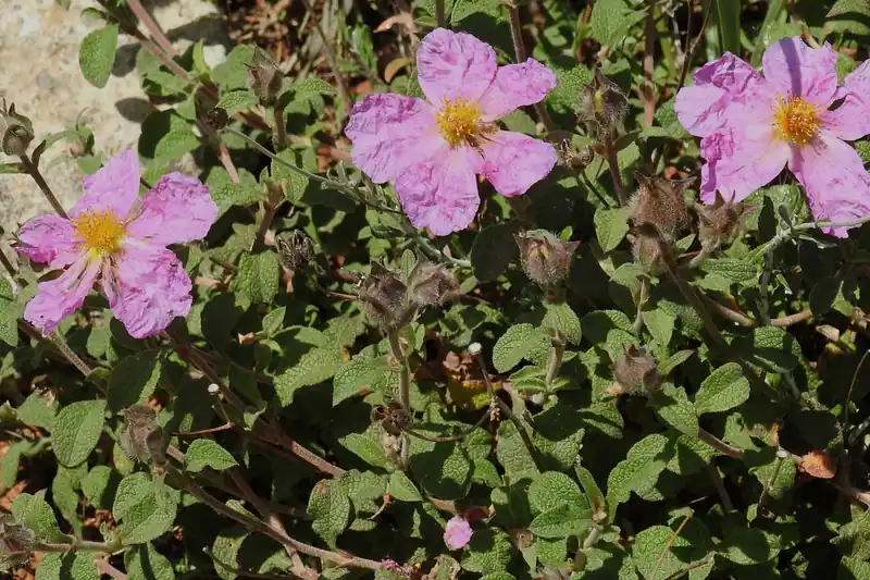 Cistes de Crète roses en fleur sur un buisson bas au mont Juktas, en Crète