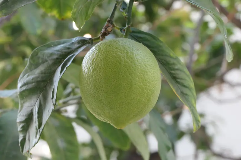 Still-green lemon on its branch surrounded by leaves, in a garden in Crete