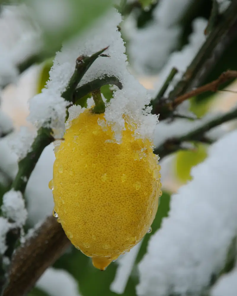 Citron jaune pris dans la neige fraîche sur une branche de citronnier en hiver