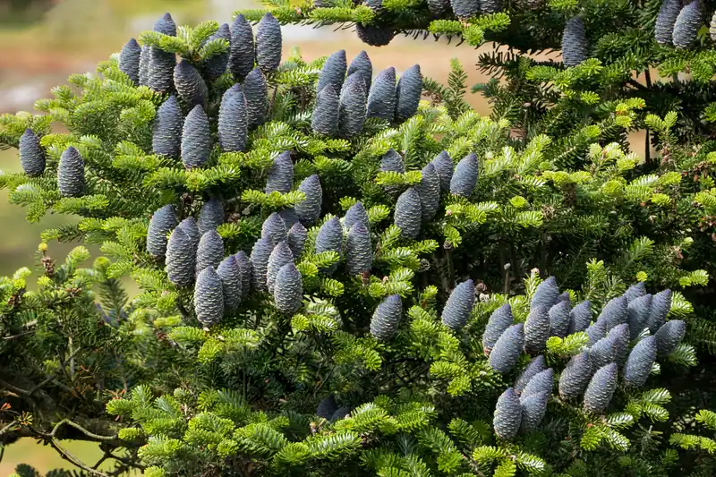 Cônes bleu-violet dressés sur les rameaux d'un sapin de Corée