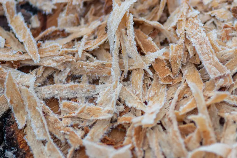 Copeaux de bois clairs couverts de givre sur un chemin forestier en hiver