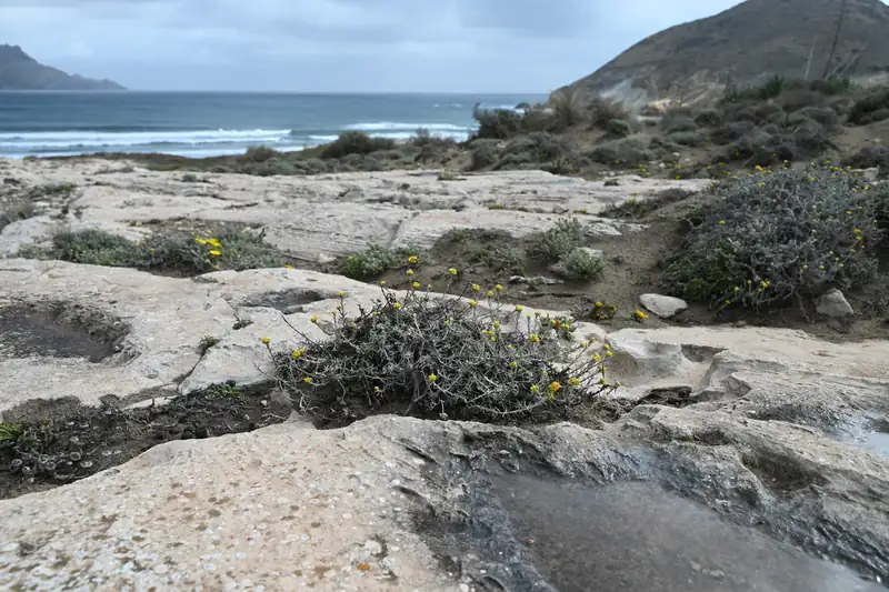 Côte rocheuse d'Andalousie parsemée de touffes d'immortelle face à la mer