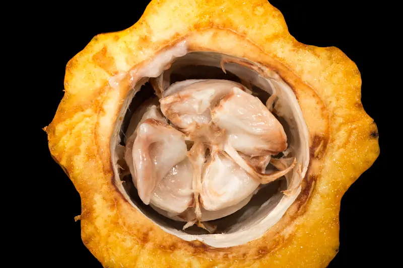 Cross-section of an orange-yellow cocoa pod on black, white beans at the centre